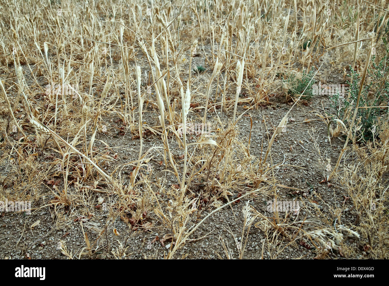 Wheat field, crop failure due to drought. Stock Photo