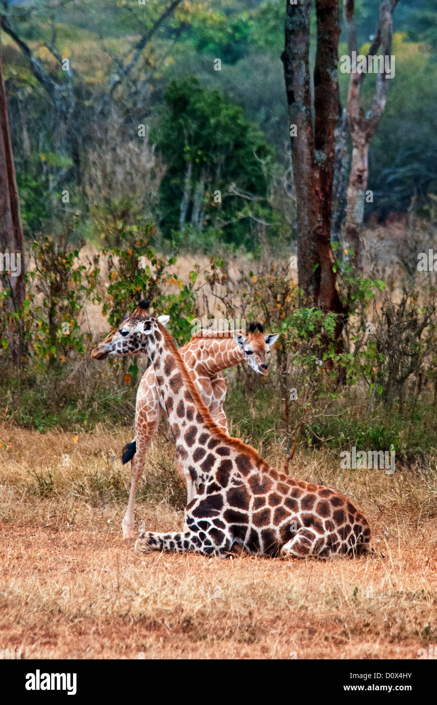 Rothschild Giraffe, Giraffa camelopardalis rothschild, mother sitting with her calf, Giraffe Manor, Nairobi, Kenya, East Africa Stock Photo
