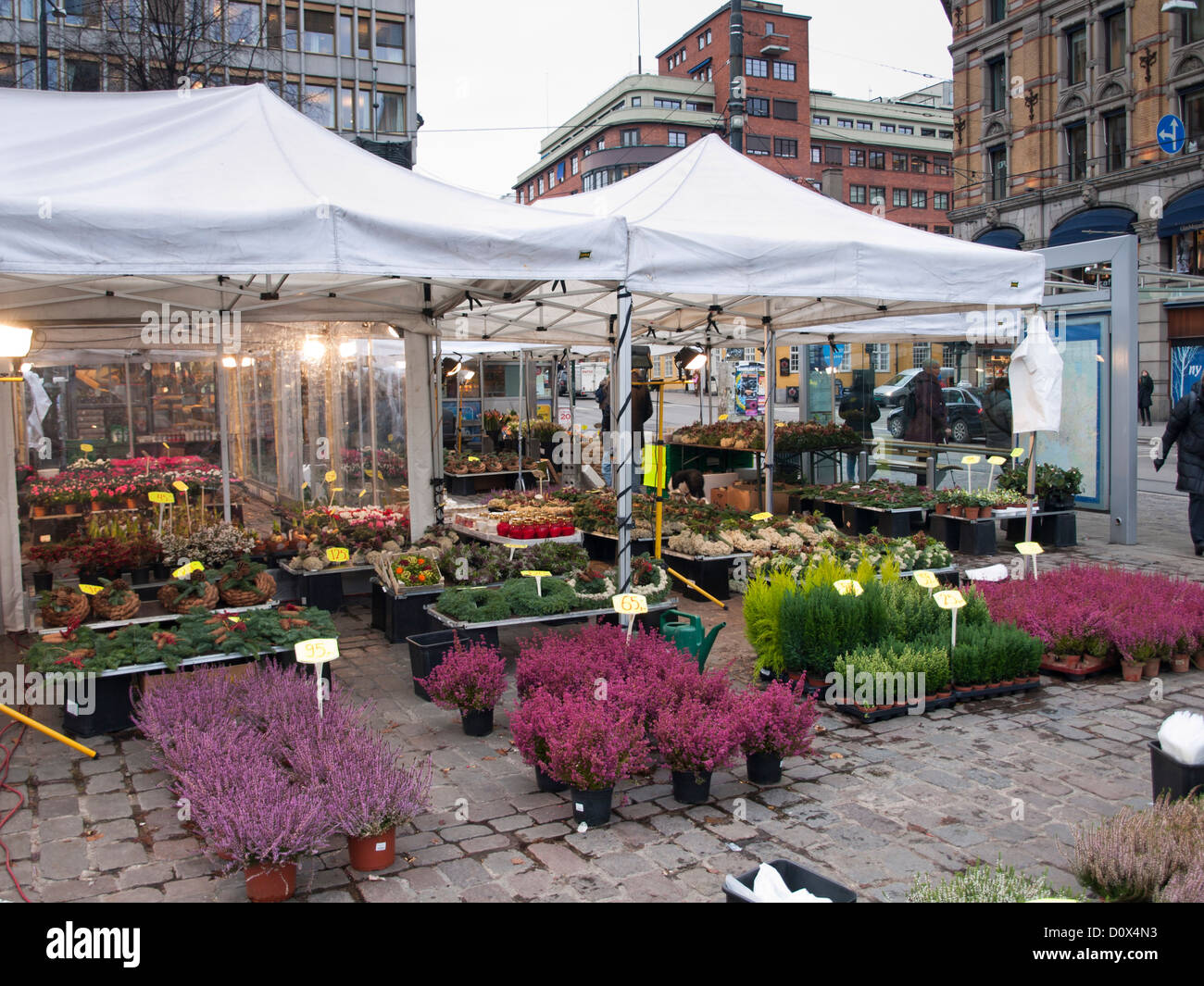 Outdoors market in Stortorget square in Oslo Norway, autumn flowers on offer tram and bus stop behind Stock Photo
