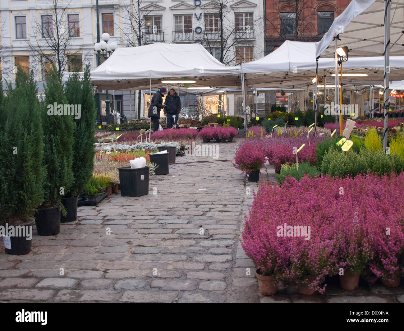 Outdoors market in Stortorget square in Oslo Norway, autumn flowers on offer Stock Photo