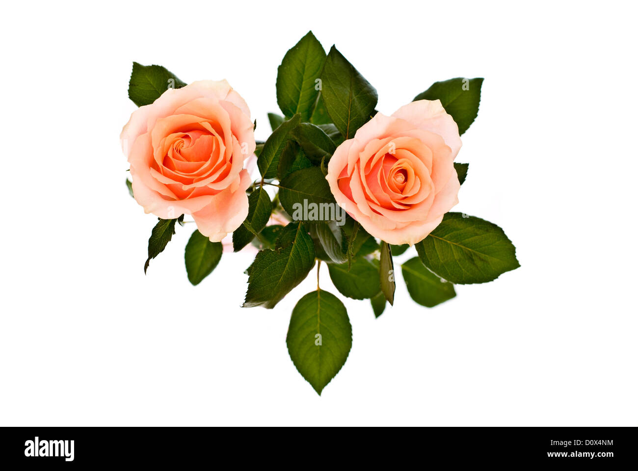 pink roses isolated on white Stock Photo - Alamy
