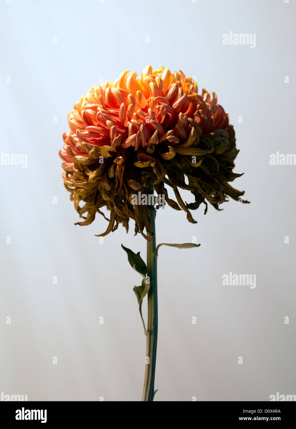 Image chrysanthemum hi-res stock photography and images - Alamy