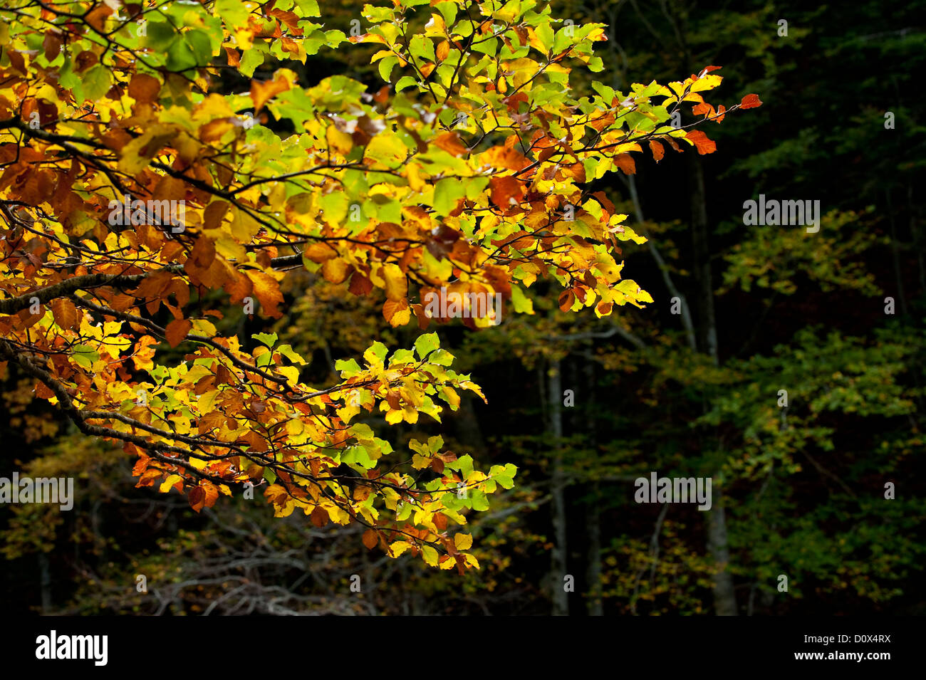Autumn forest, Ordesa National Park Stock Photo