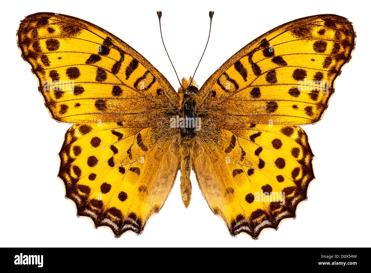 Butterfly species Argynnis hyperbius 'Indian Fritillary' Stock Photo