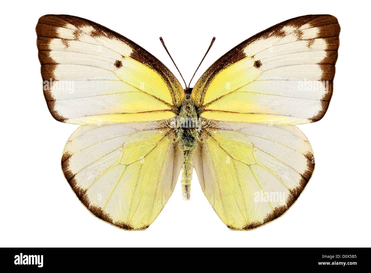 Lemon Emigrant Catopsilia Scycla Specimen encase in plastic Real butterfly 