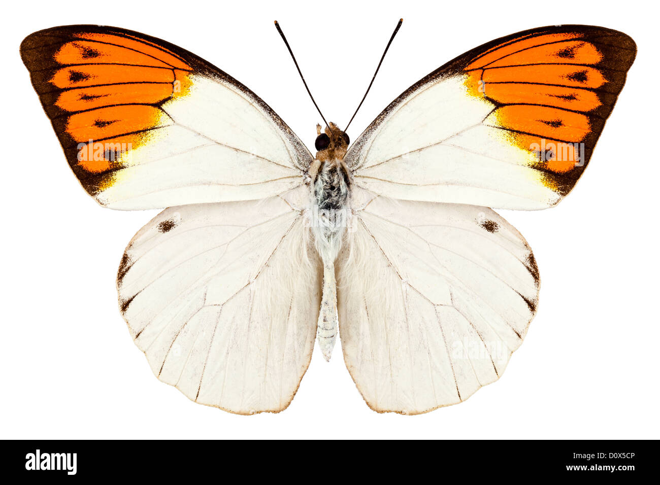 Butterfly species Hebomoia glaucippe 'Great Orange Tip' Stock Photo