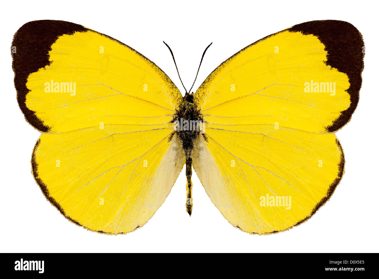 Butterfly species Eurema alitha 'grass yellow' Stock Photo