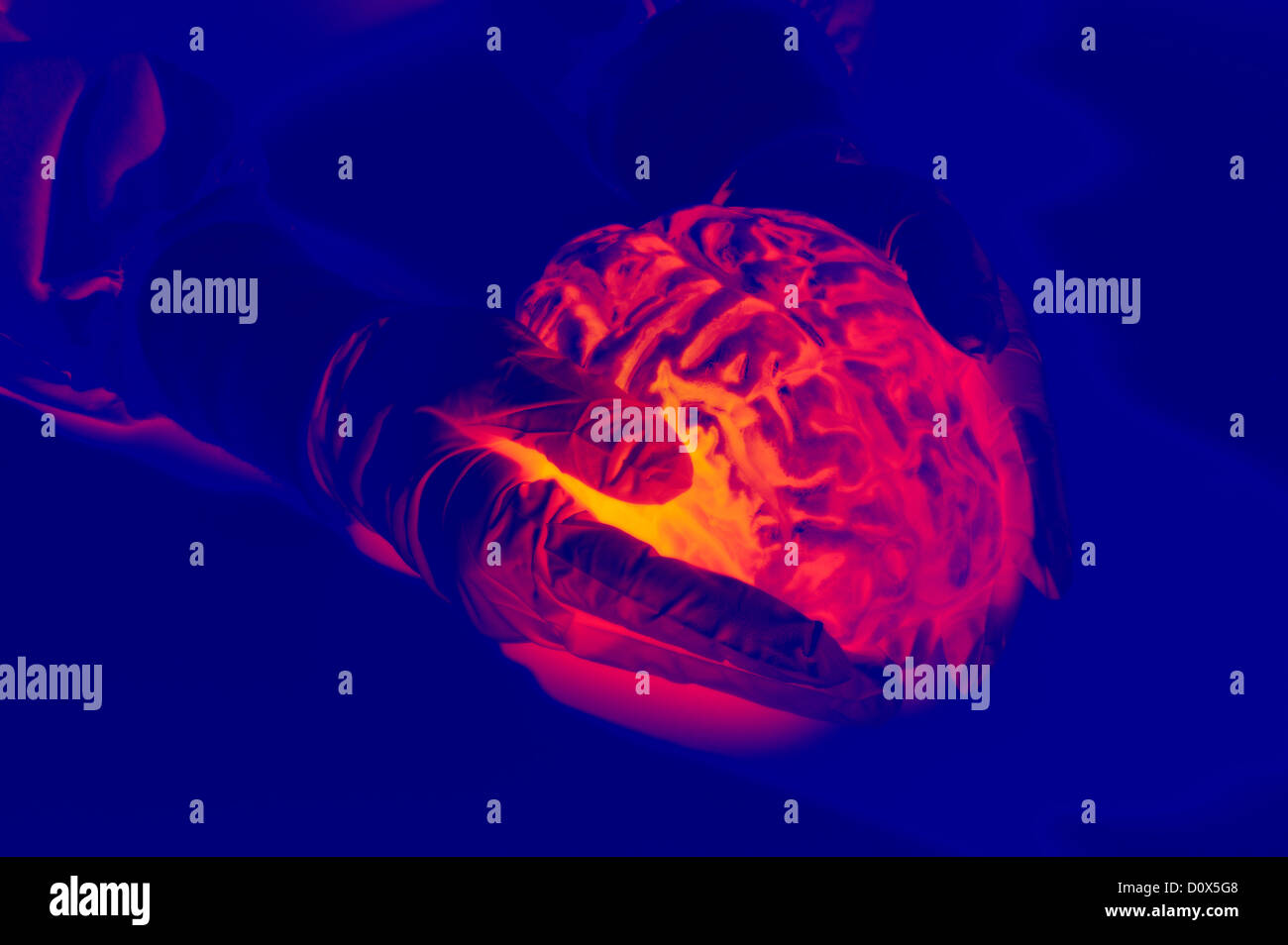 computer generated gloved hands holding human brain abstract Stock Photo