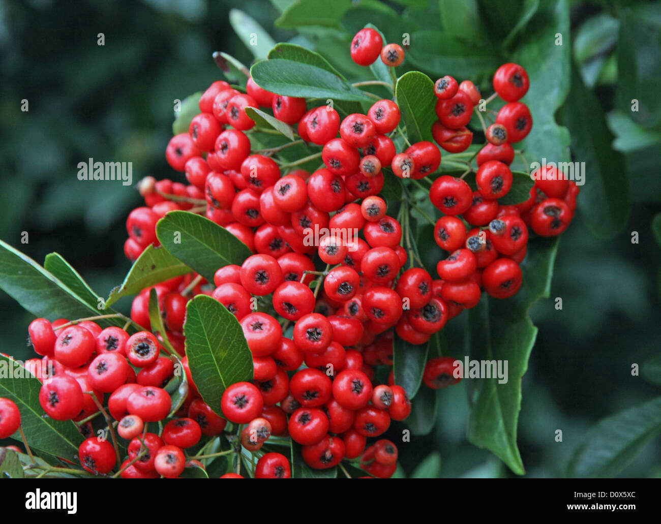 poisonous red berries in a Green Bush in winter Stock Photo Alamy