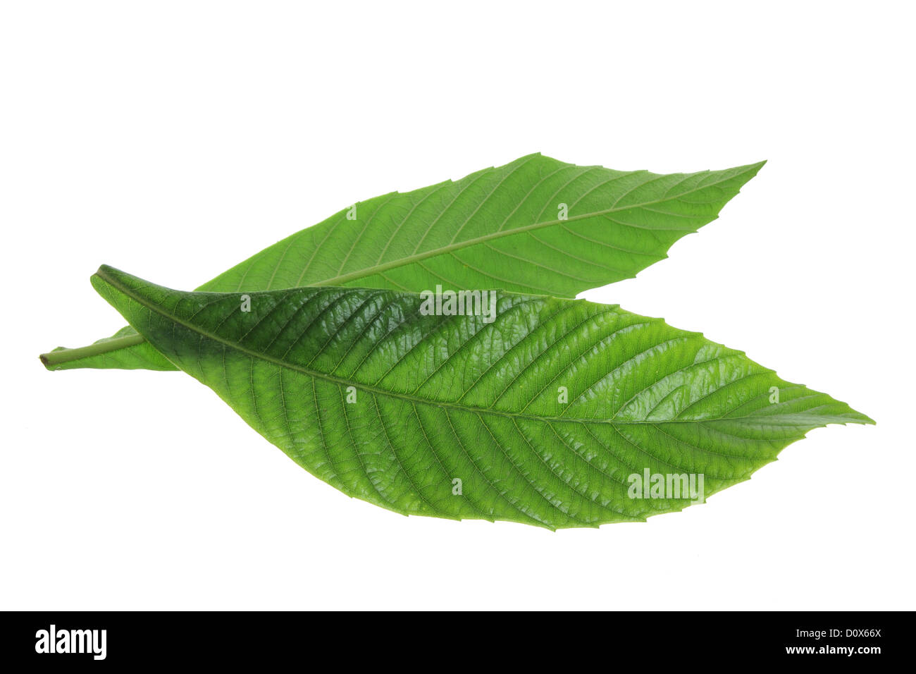Ash Tree Leaves Stock Photo