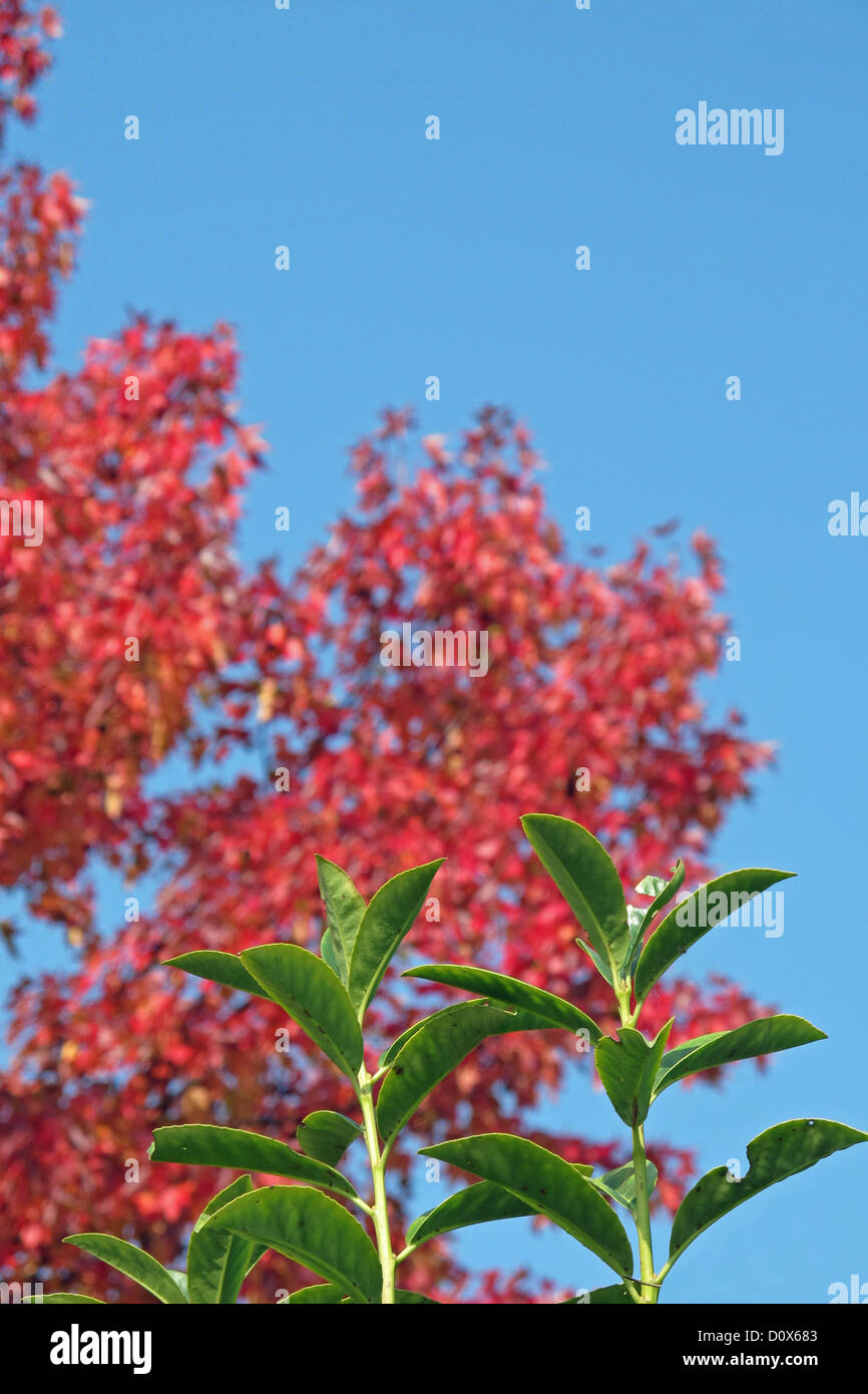 branch with green leaves of a hedge and Red Maple in the background ...