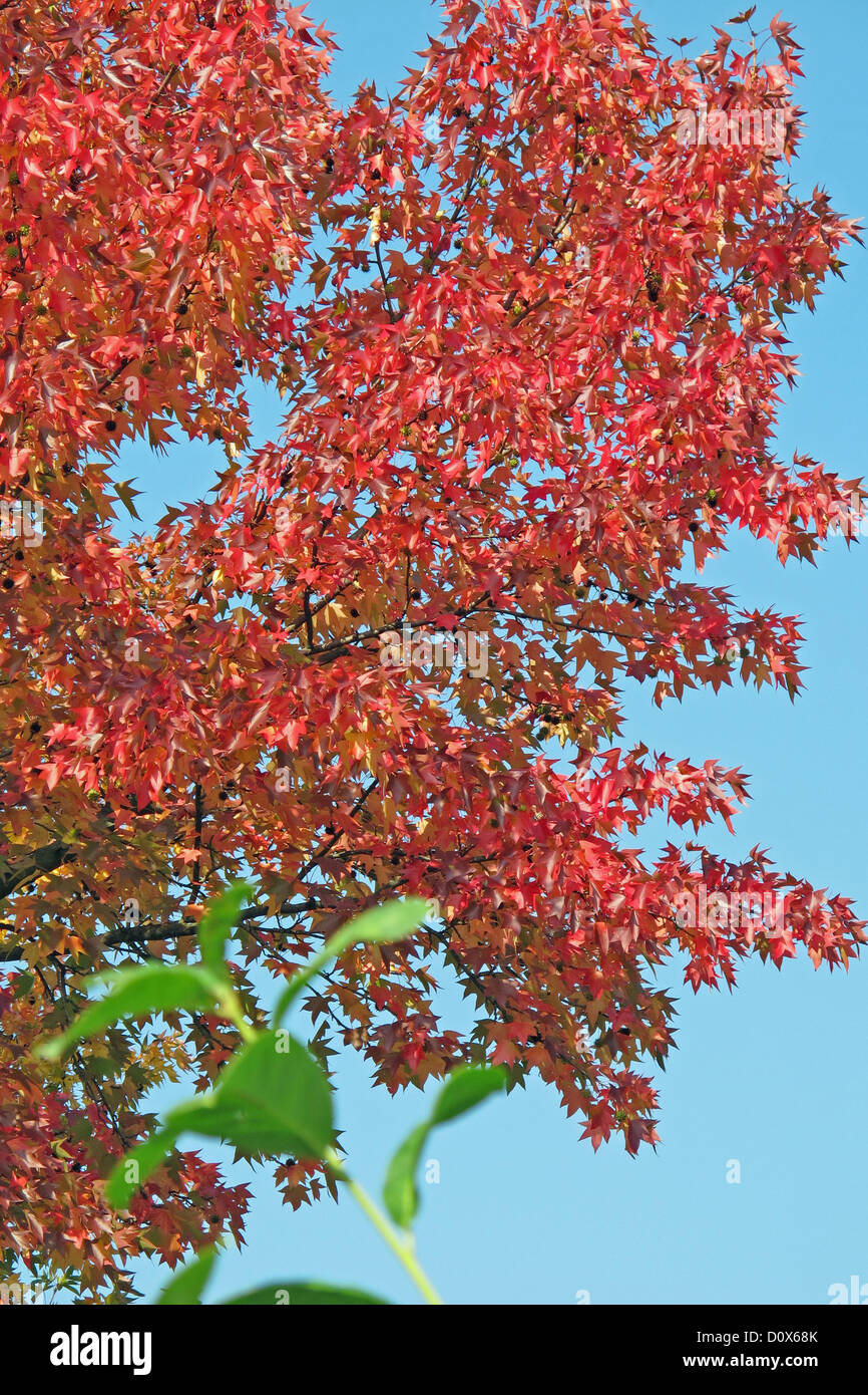 Red Maple in the background and the green leaves of a hedge in the ...