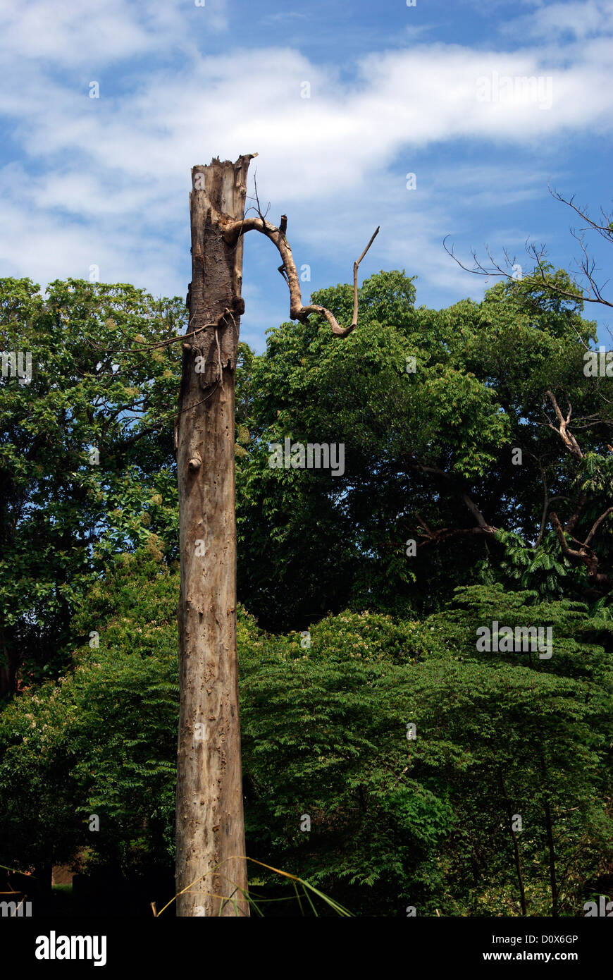 Old Tree Trunk and sky view from Trivandrum Zoo of Kerala India Stock Photo