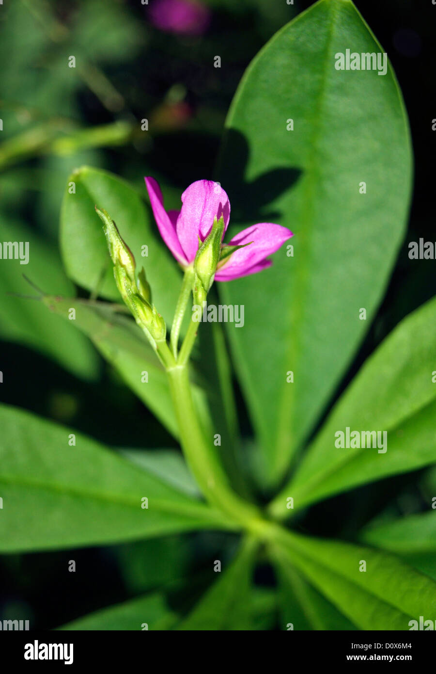 Green Leaf and Violet flower of Variety Spinach Plant in India Asia Stock Photo: 52207124 - Alamy