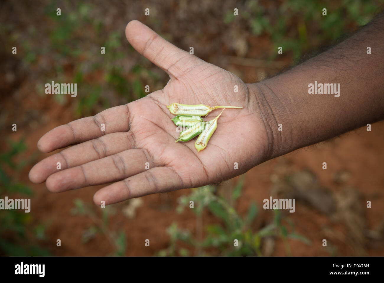Simsim High Resolution Stock Photography And Images Alamy