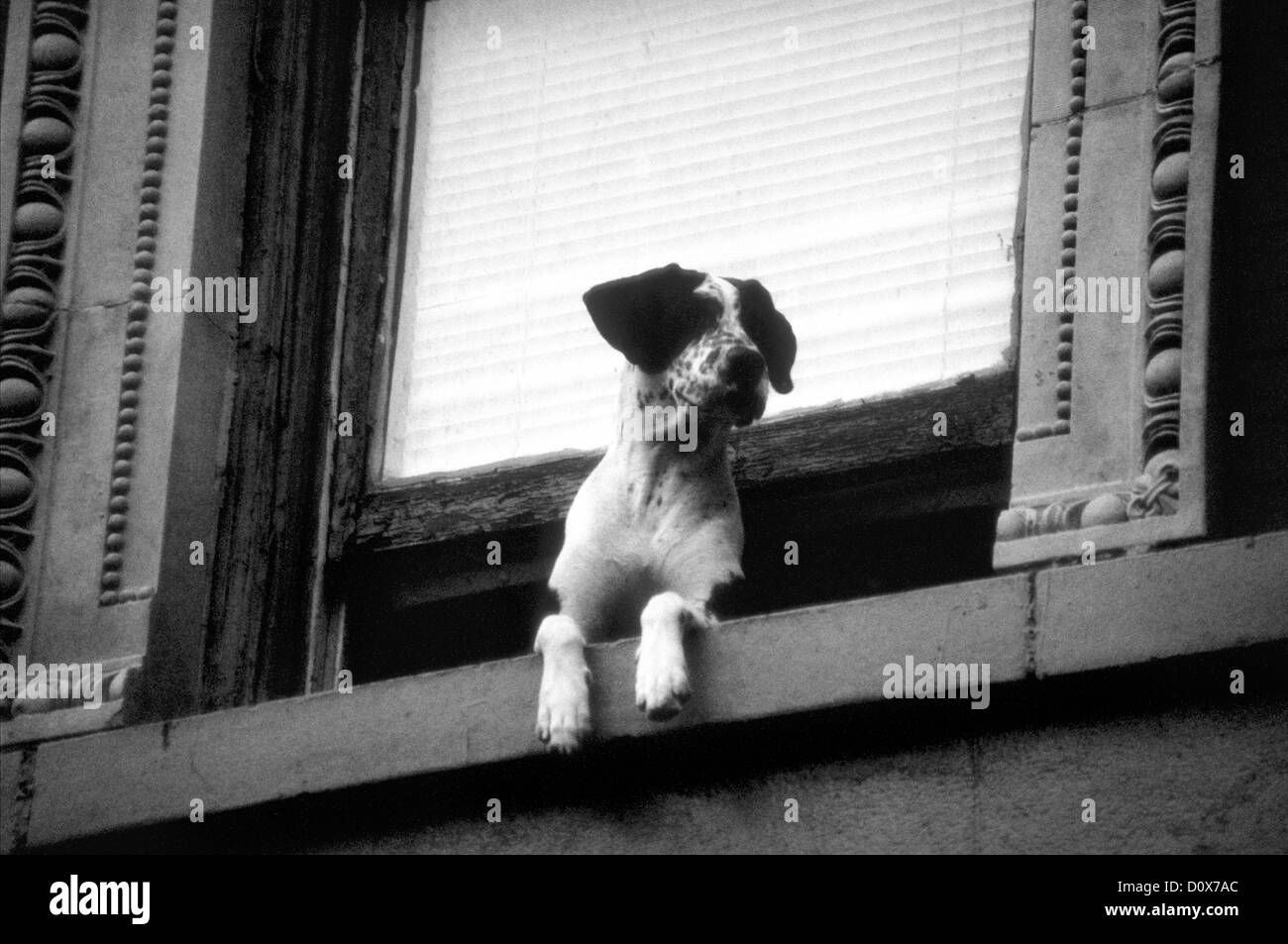 Dog watches on an open window sill of a building in New York, NY. ©mak