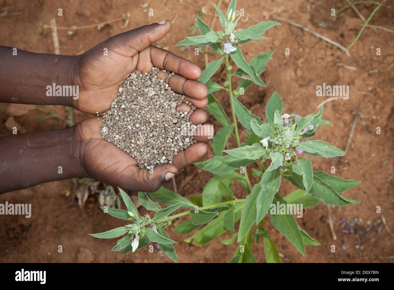 Hands holding nitrogen fertlizer - Dodoma, Tanzania, East Africa Stock Photo