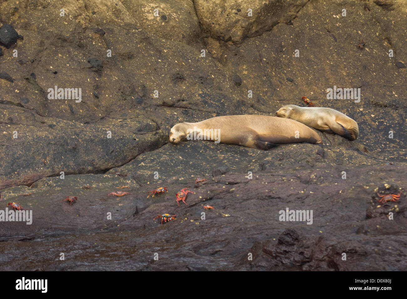 Sleeping sea lions and Sally Lightfoot crabs, Galapagos Islands, Ecuador, South America Stock