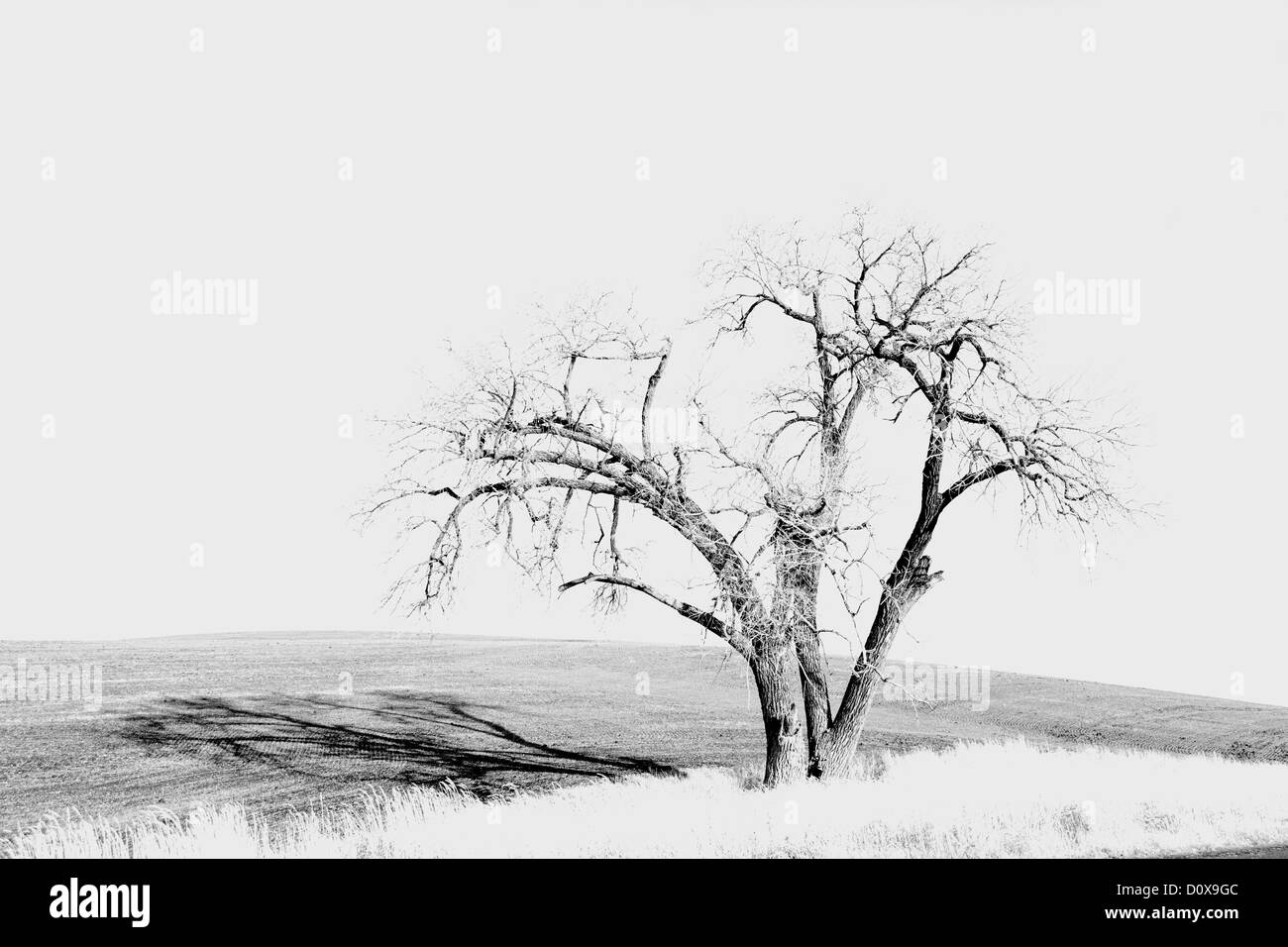 A large old tree stands in the middle of a farm field near Steptoe, Washington in the Palouse region. Stock Photo