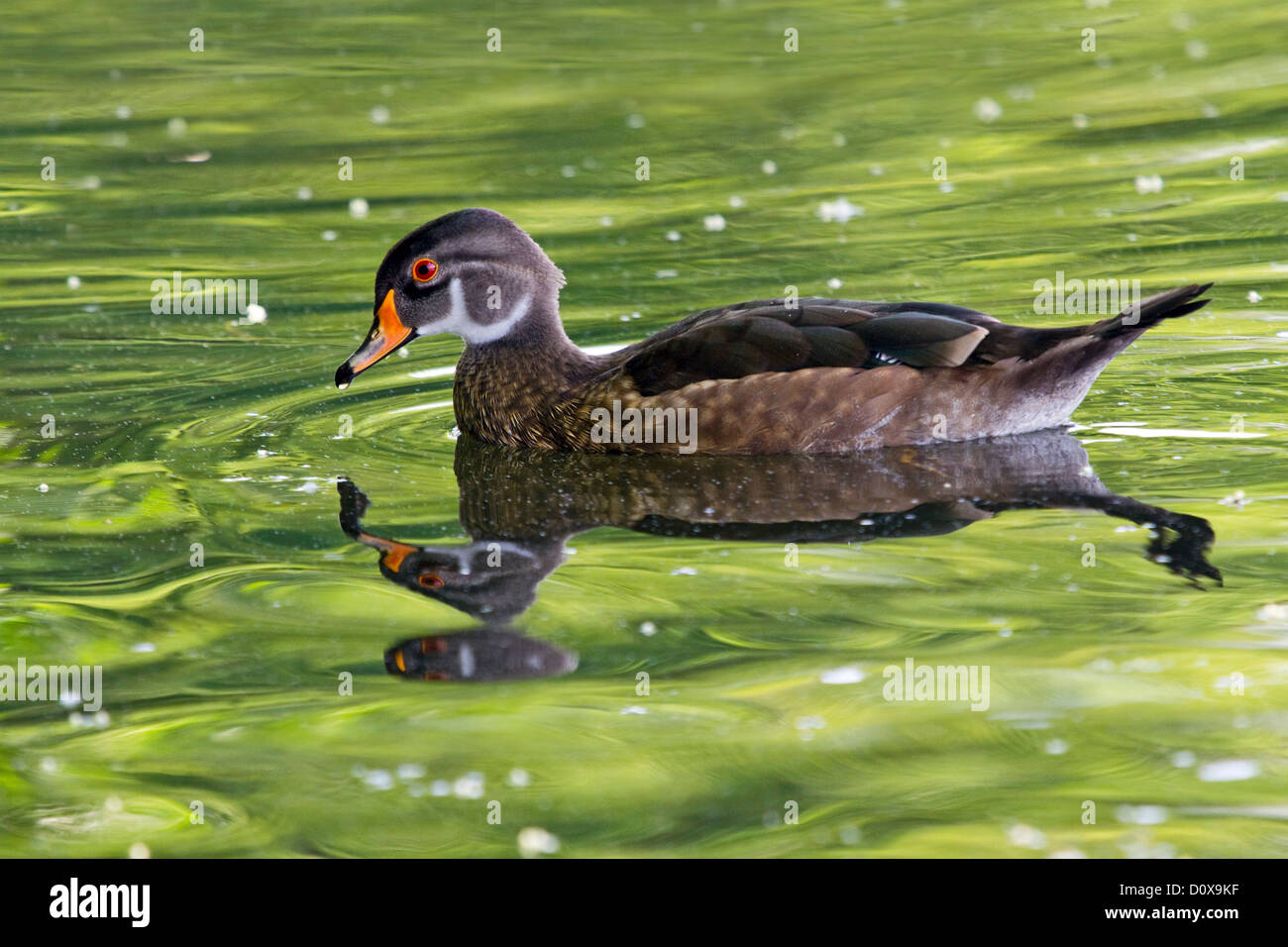 Juvenile Wood Duck Stock Photo Alamy