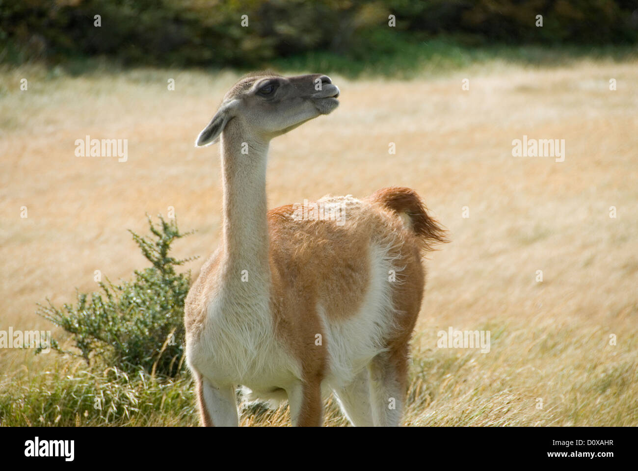 Guanaco, Torres Del Paine National Park, Patagonia, Chile. Stock Photo