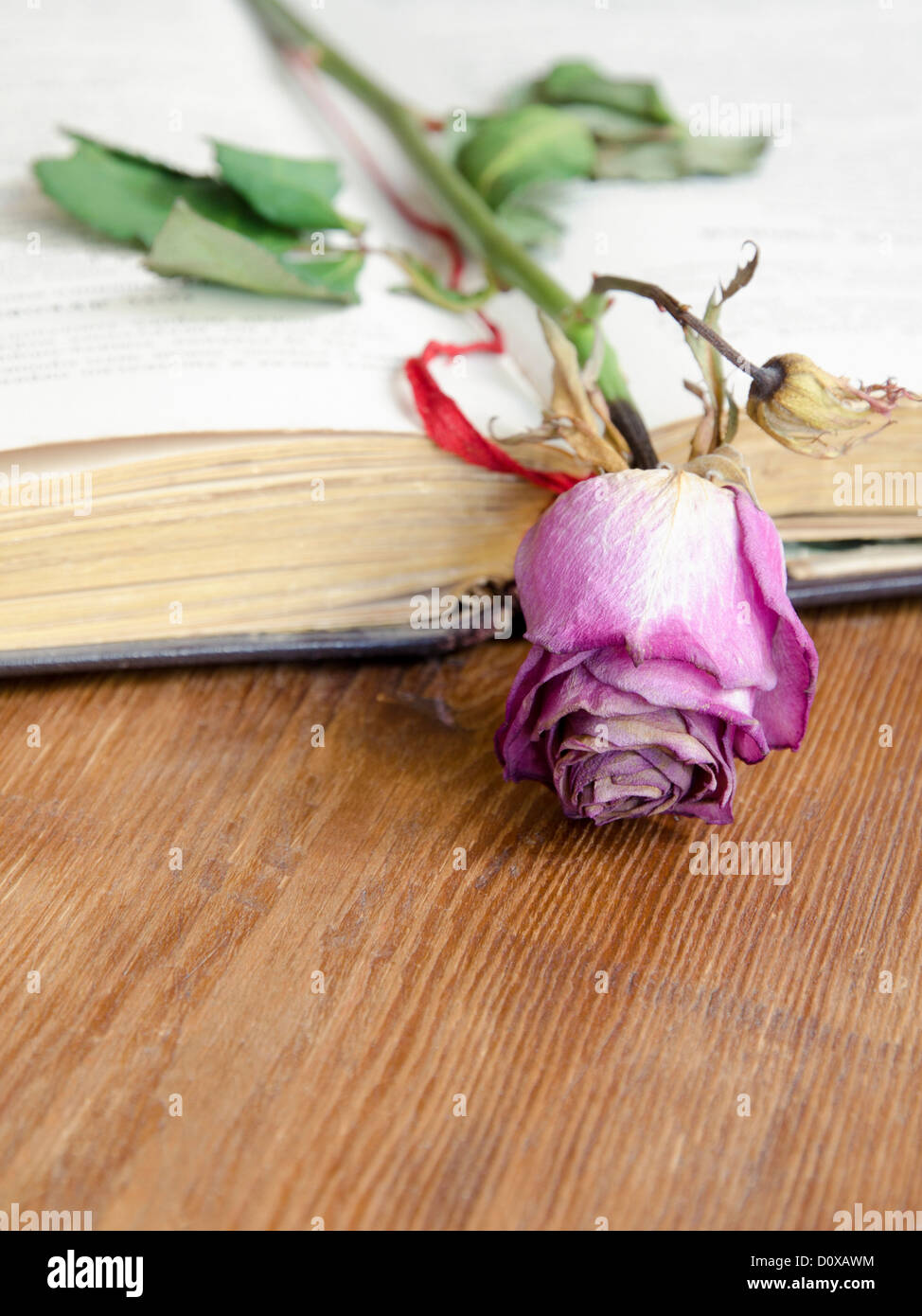 open vintage book with dry pink rose on it; focus on flower Stock Photo