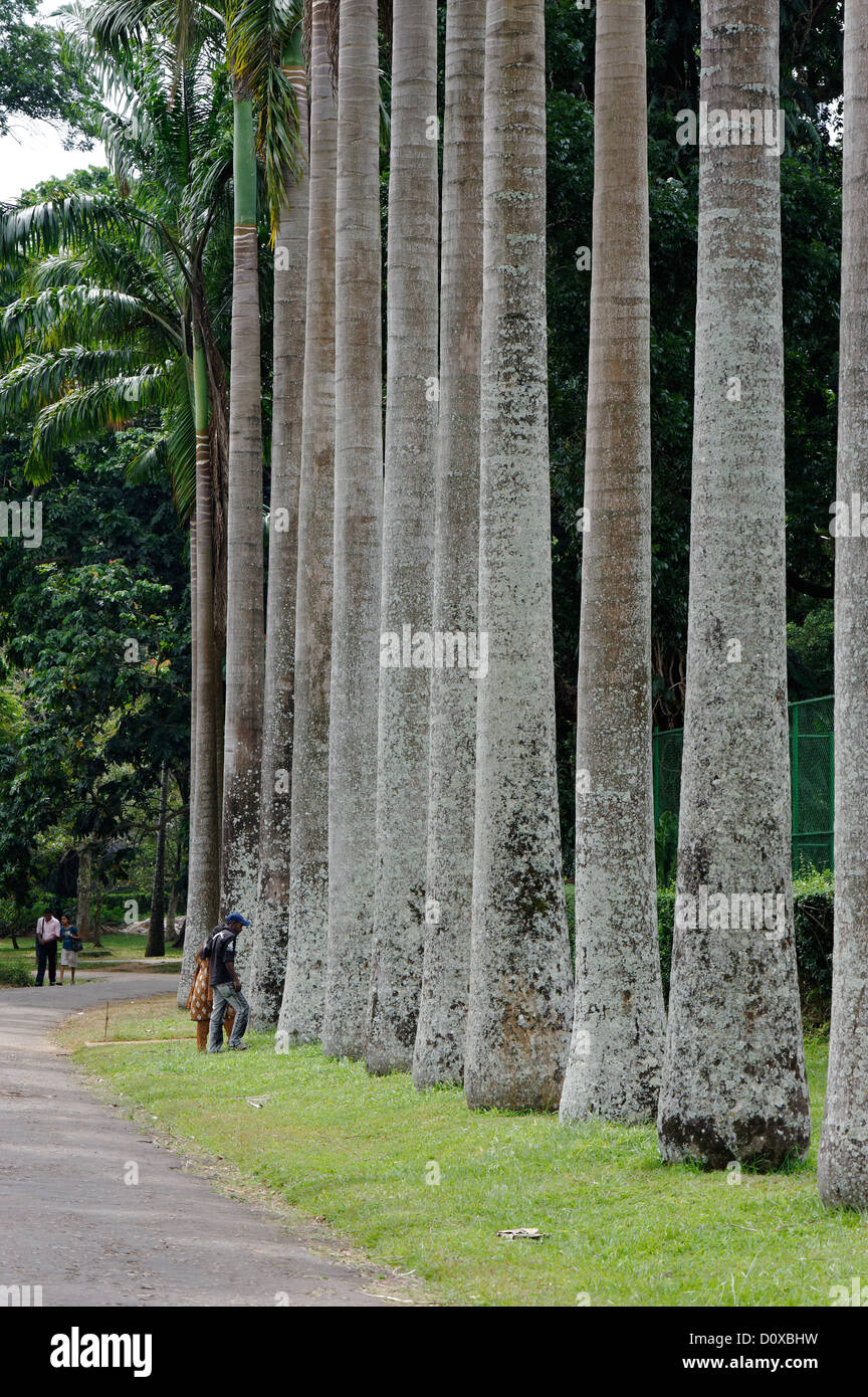 A line of tall straight trees forming an avenue in the Botanical Gardens,  Kandy, Sri Lanka Stock Photo - Alamy