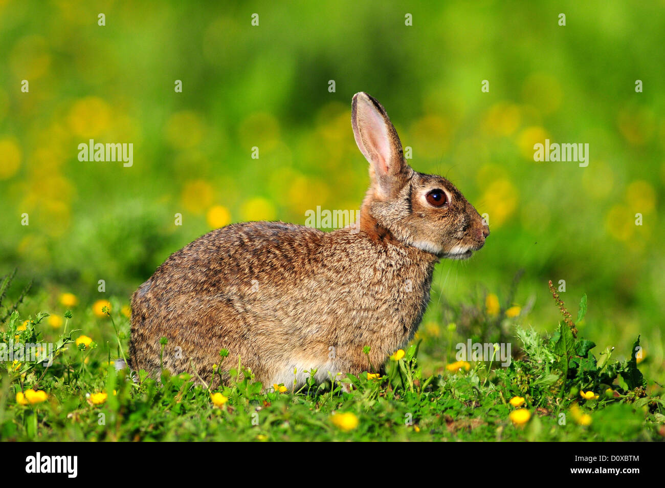 A rabbit in a field of buttercups UK Stock Photo Alamy