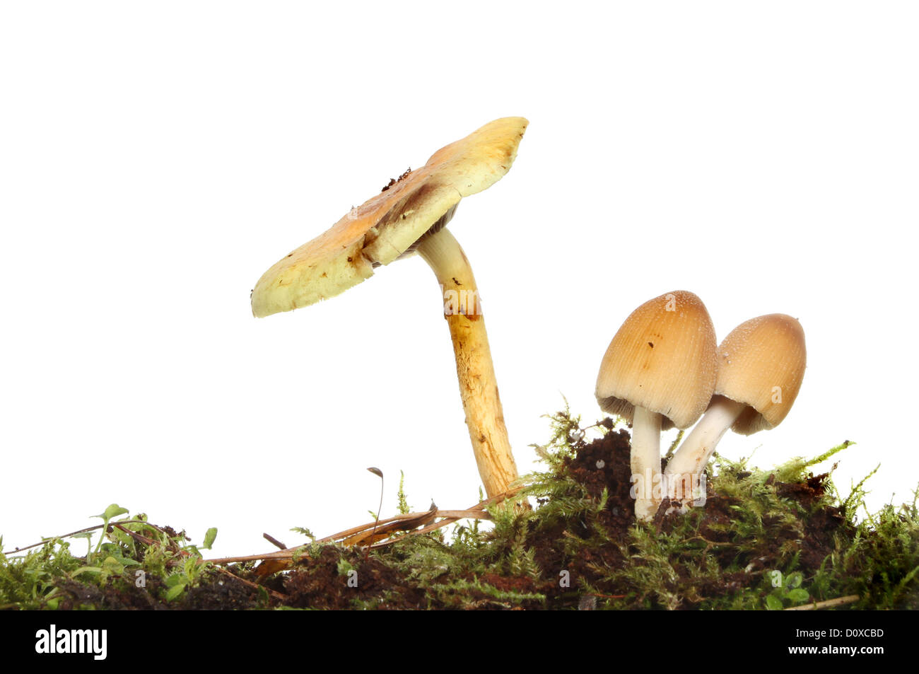 Toadstool fungi growing in moss and leaf litter against a white background Stock Photo