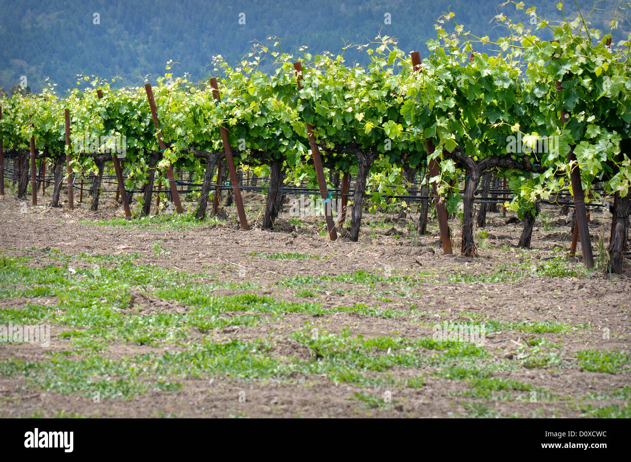 Rows of Grape Vines in Napa Valley California Stock Photo