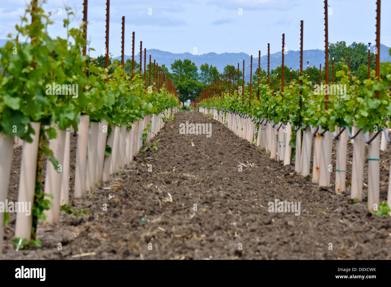 Rows of Young Grape Vines in Napa Valley California Stock Photo