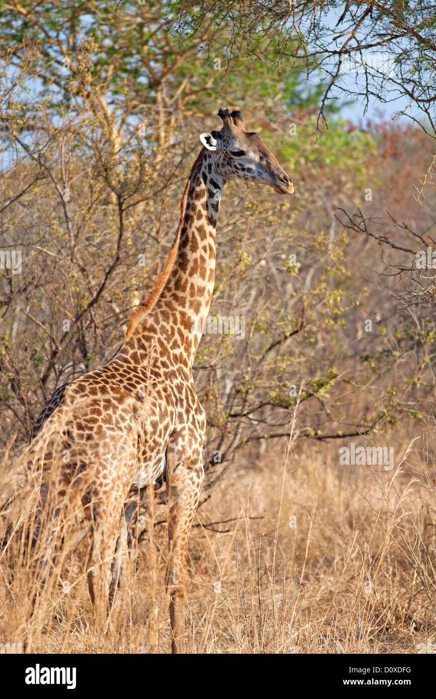 Giraffe africa african animal hi-res stock photography and images - Alamy
