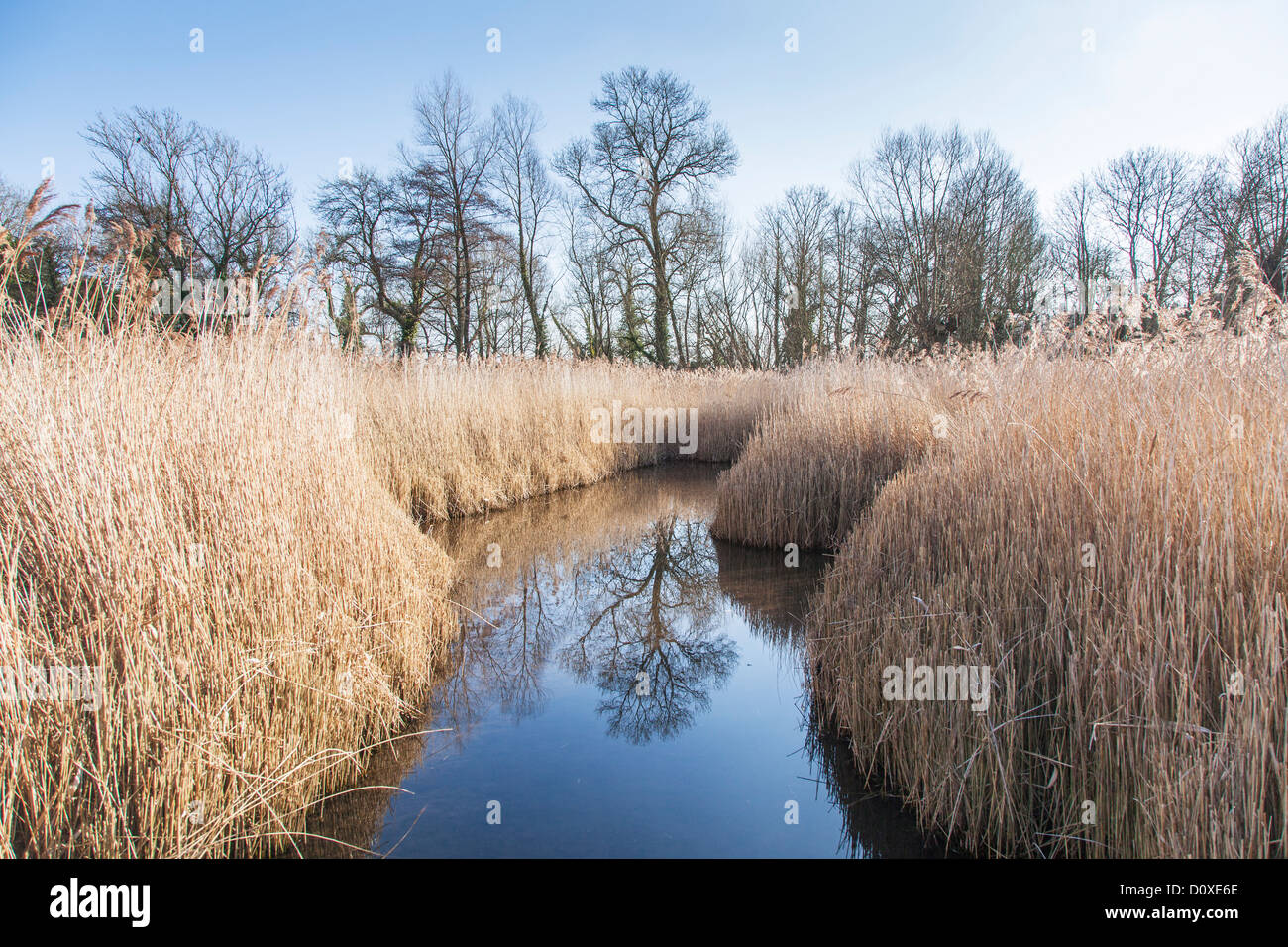 Reed beds in spring at Wildfowl and Wetlands Trust, Arundel, West