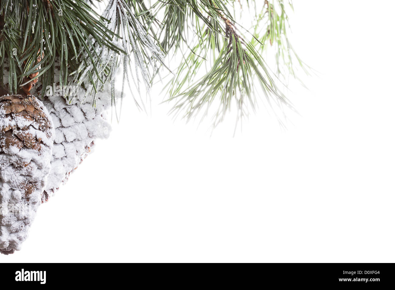 Pine cone covered in snow hi-res stock photography and images - Alamy
