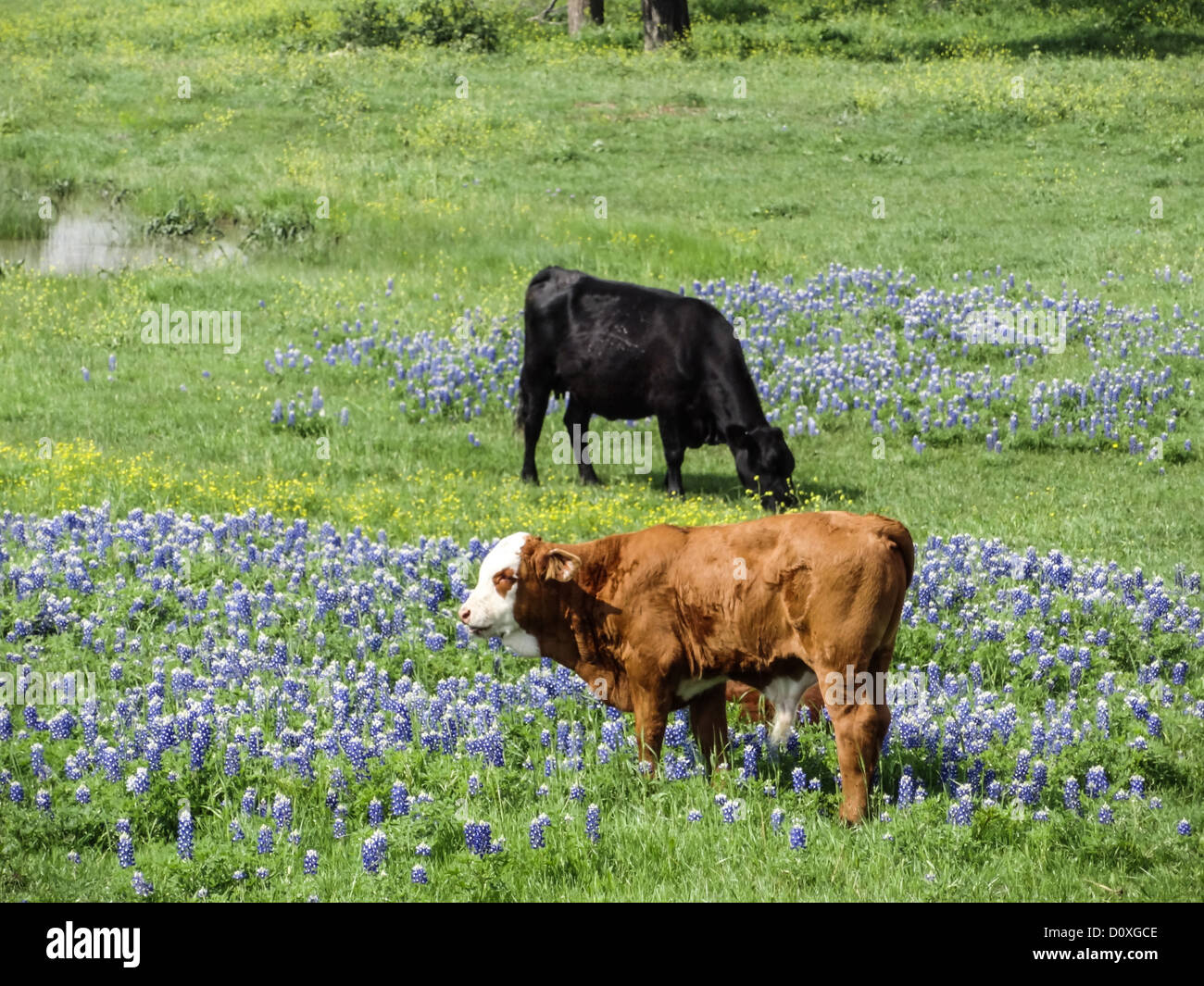Texas wildflowers hi-res stock photography and images - Alamy