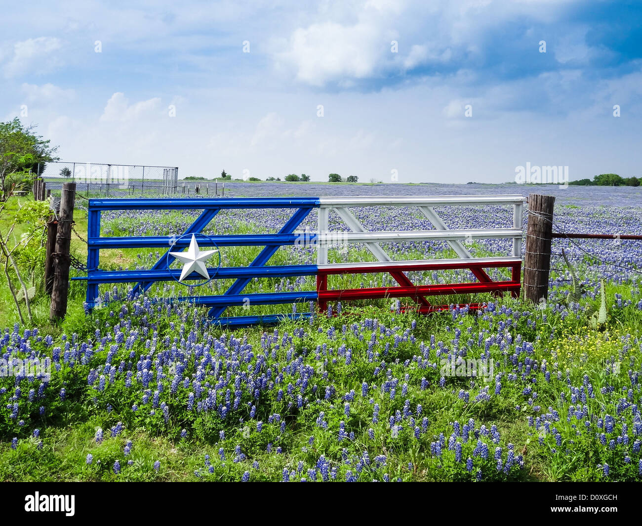 Ennis, Lupinus texensis, Texas, USA, biennial plant, field, bluebonnets, spring, Texas, wildflowers, gate, symbol Stock Photo