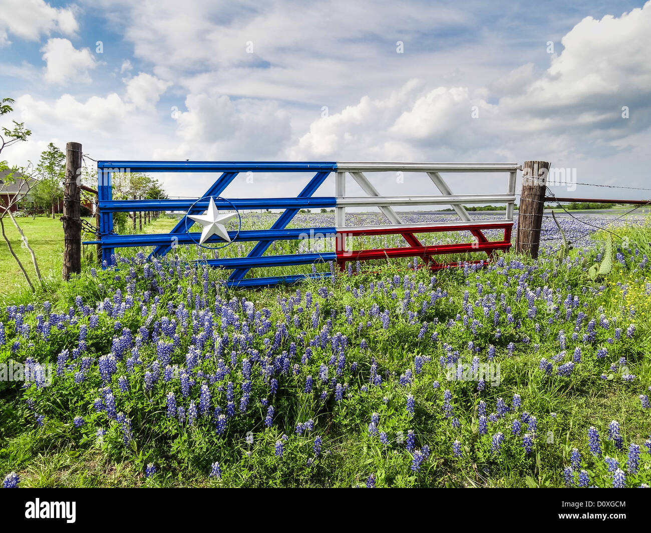 Ennis, Lupinus texensis, Texas, USA, biennial plant, field, bluebonnets, spring, Texas, wildflowers, gate, symbol Stock Photo