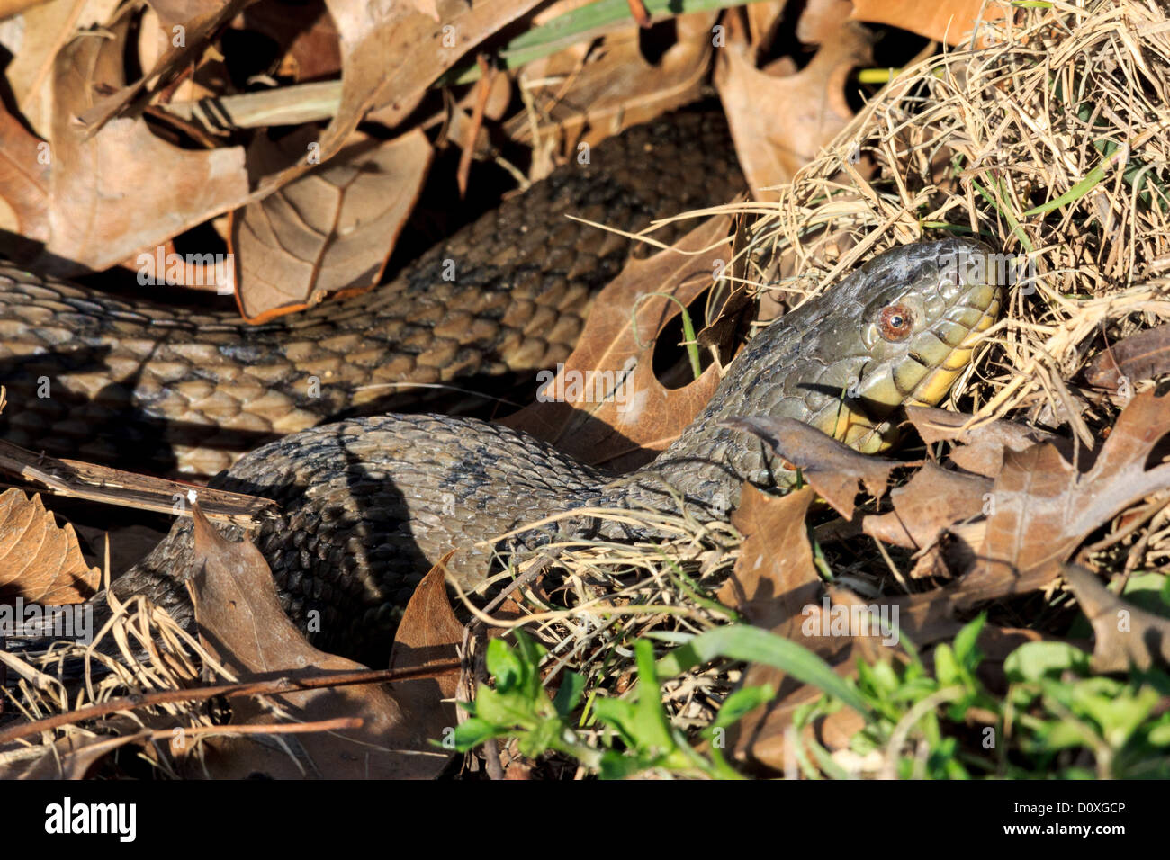Diamondback Water snake, Duck Creek, Nerodia rhombifer, Reptile, Texas, USA, aquatic, watersnake, snake Stock Photo