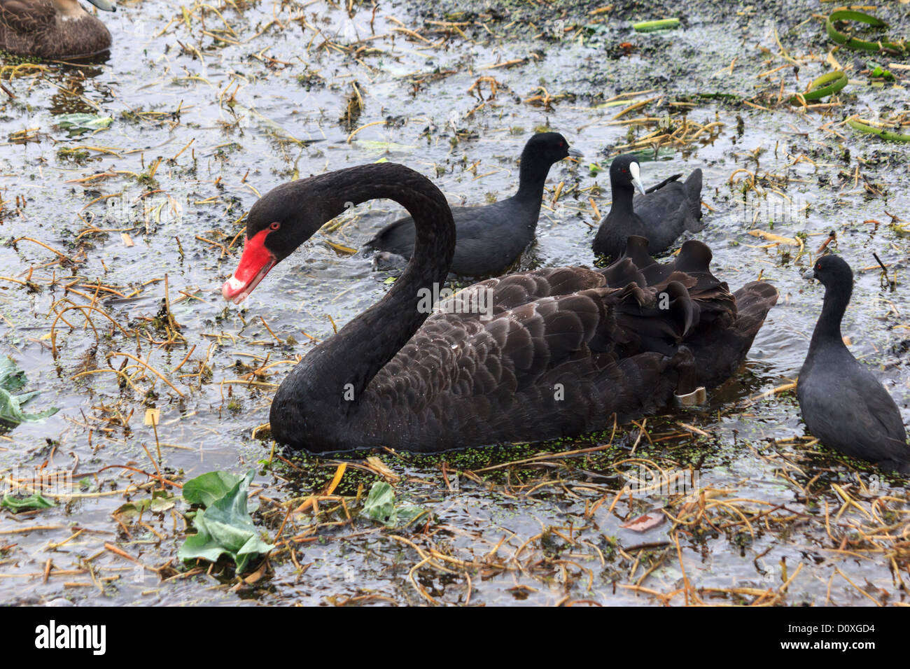 Australia, Australian Coot, Ballarat, Cygnus atratus, Eurasian Coot, Fulica atra, Lake Wendouree, Victoria, black swan, swan, bi Stock Photo