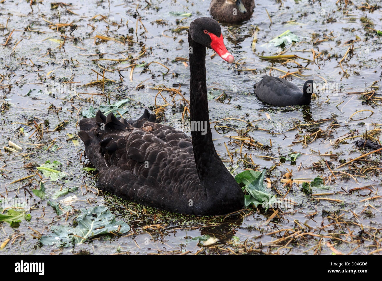 Australia, Australian Coot, Ballarat, Cygnus atratus, Eurasian Coot, Fulica atra, Lake Wendouree, Victoria, black swan, swan, bi Stock Photo
