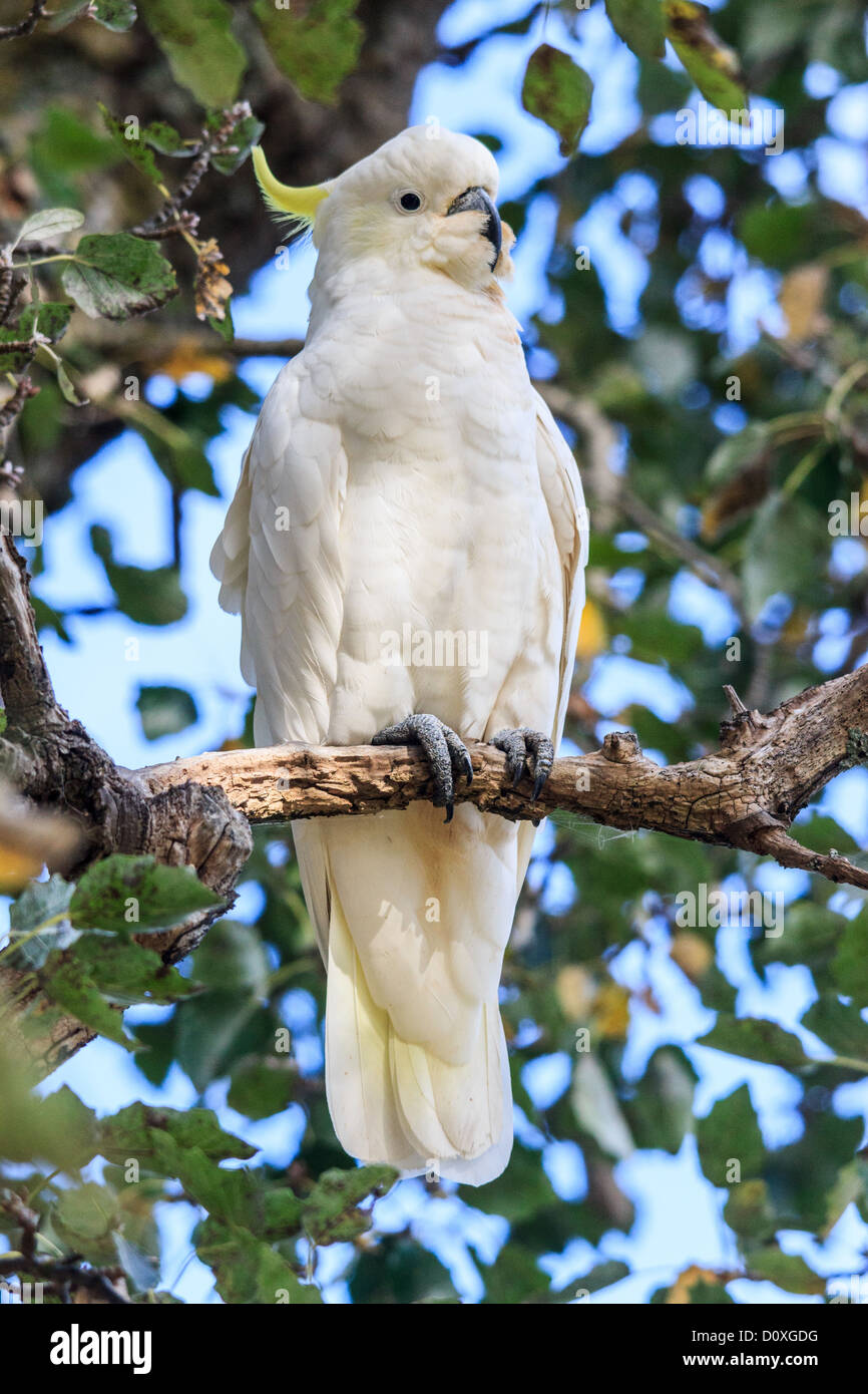 Australia, Ballarat, Cacatua galerita, Sulphurcrested Cockatoo
