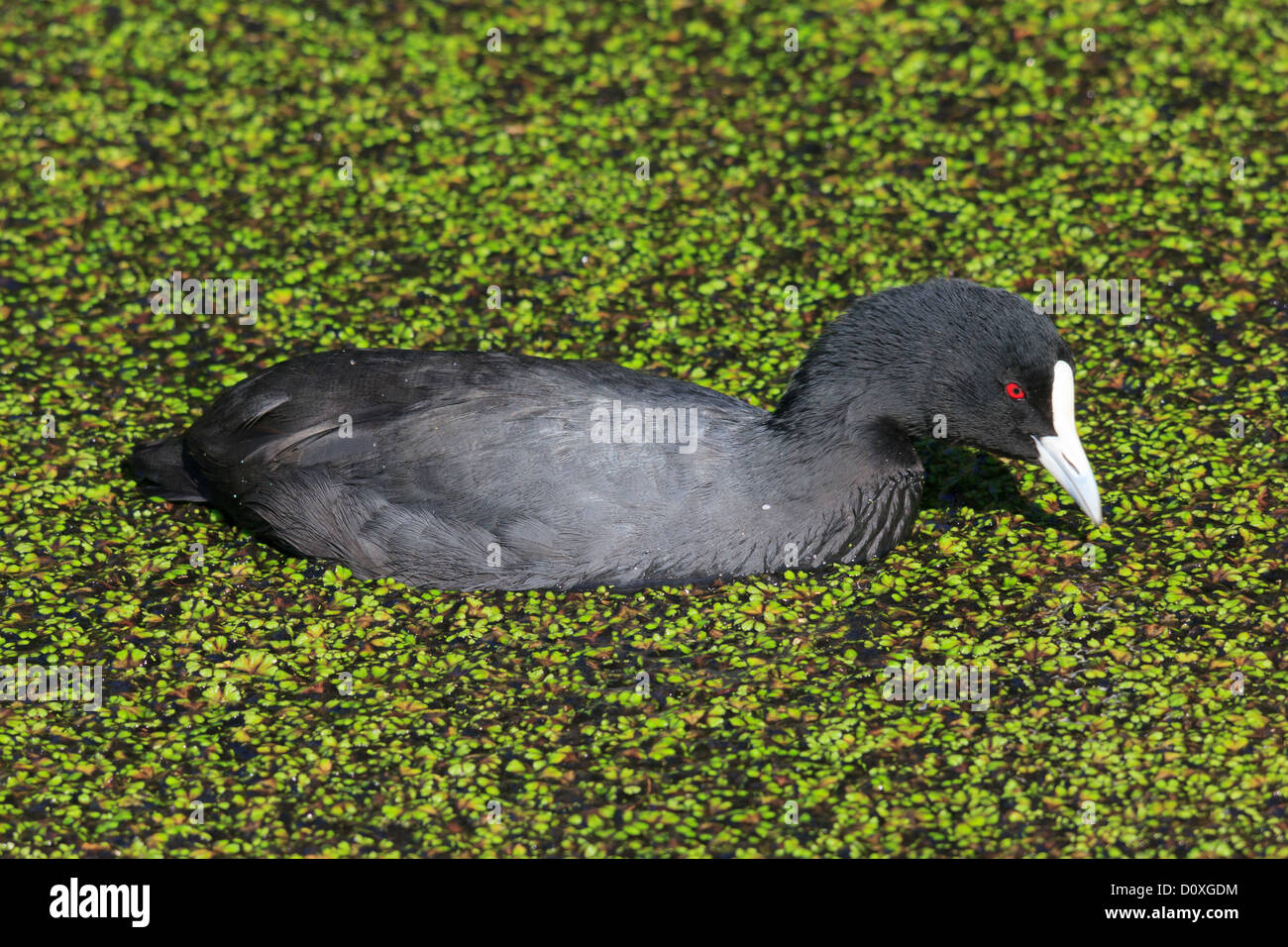 Australia, Australian Coot, Ballarat, Eurasian Coot, Fulica atra, Lake Wendouree, Victoria, coot, bird Stock Photo