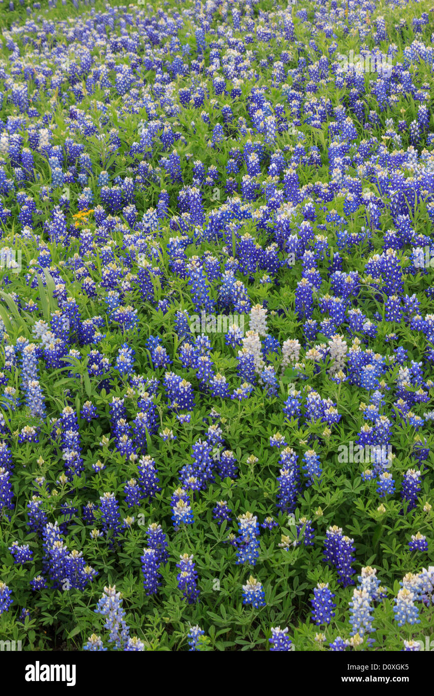 Ennis, Lupinus texensis, Texas, USA, biennial plant, bluebonnets field, spring, plants Stock Photo