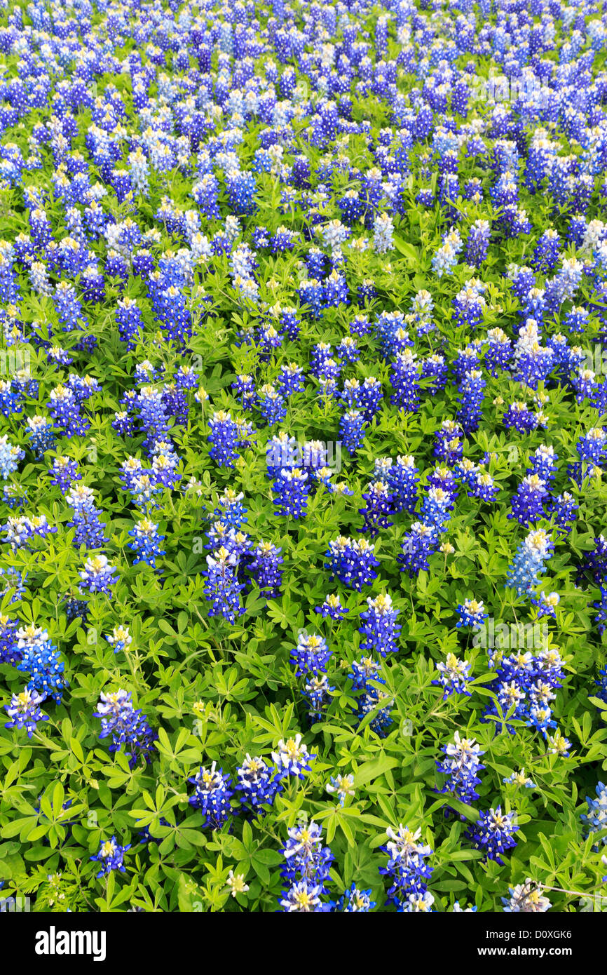 Ennis, Lupinus texensis, Texas, USA, biennial plant, bluebonnets field, spring, plants Stock Photo
