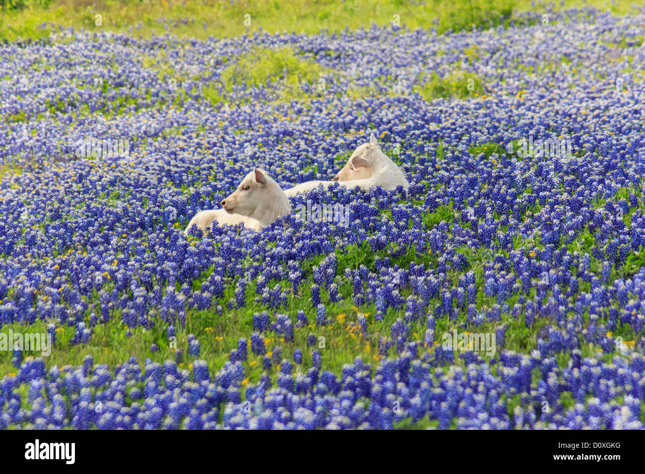 Ennis, Lupinus texensis, Texas, USA, biennial plant, bluebonnets field, spring, plants, cows, agriculture, Stock Photo