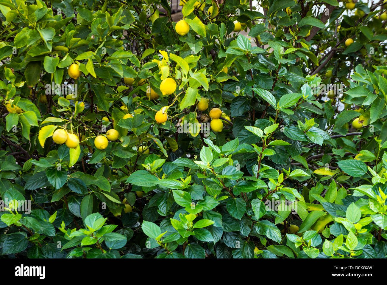 Lemon fruit, lemons growing on lemon tree Stock Photo Alamy