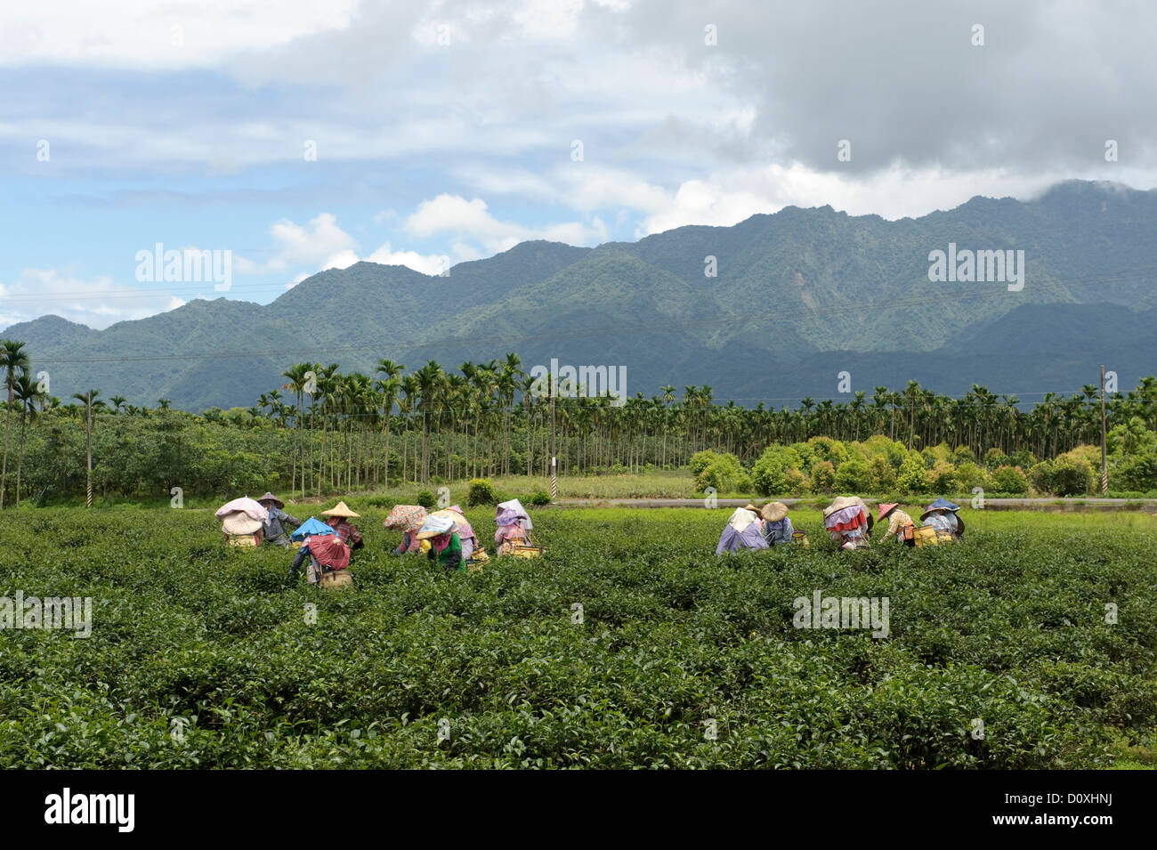 Asia, Taiwan, tea, Picker, tea plantation, Tea Picker, workers, women, agriculture Stock Photo