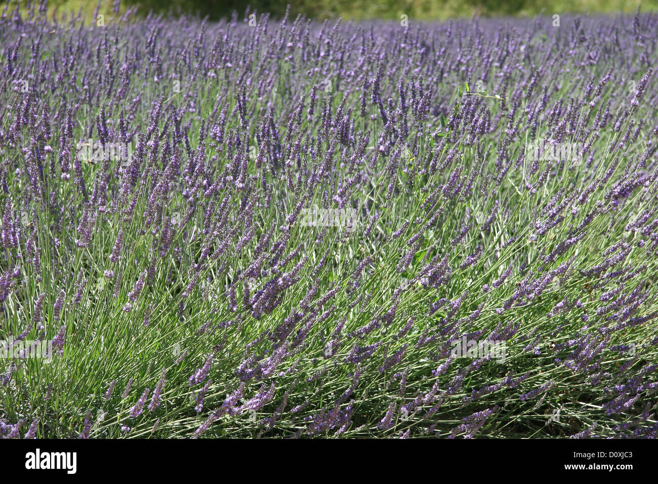 France, Europe, Provence, lavender, lavender field Stock Photo