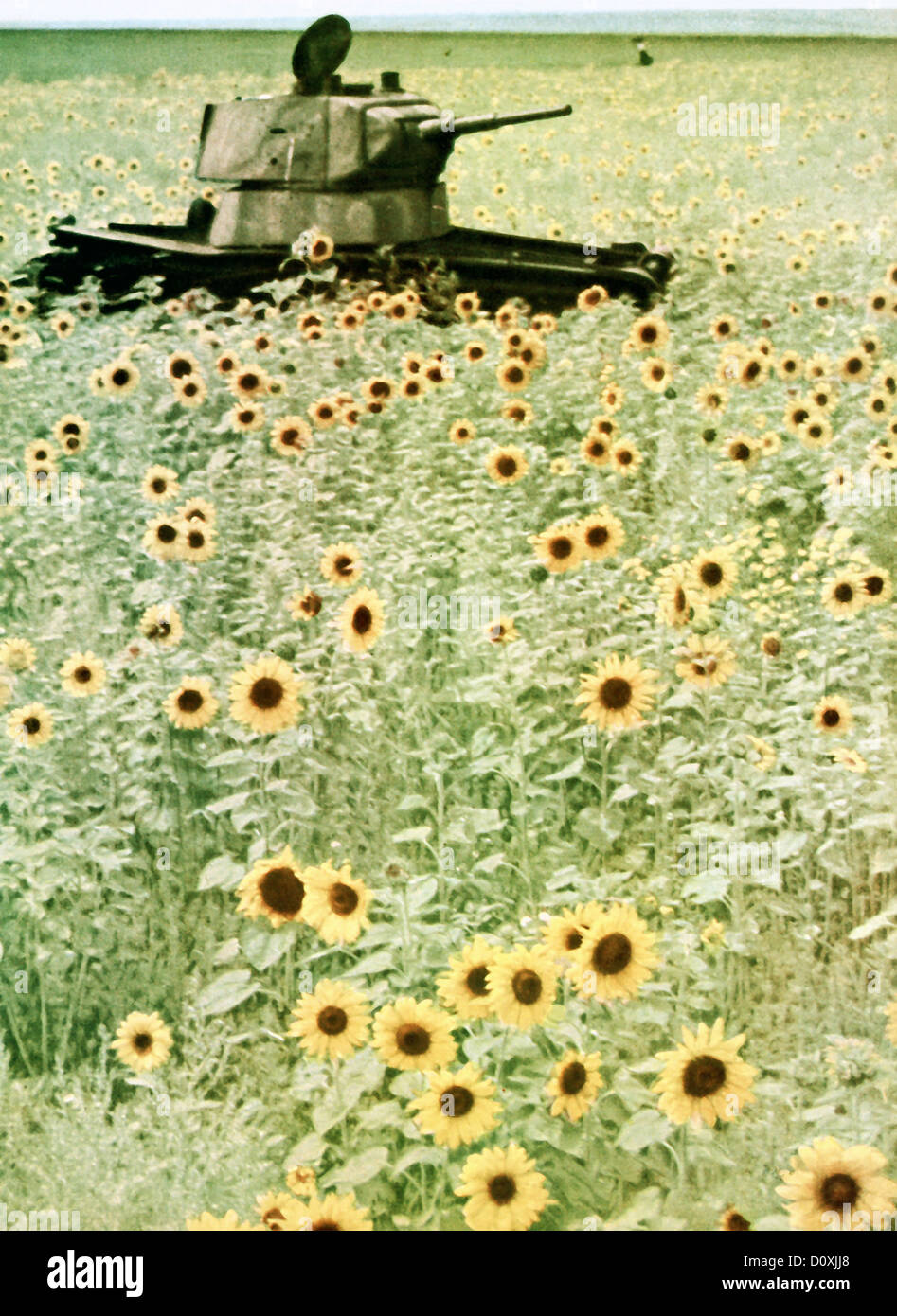 Operation, Barbarossa, Russian, T34, tank, abandoned, sunflower, field, Russia, invasion, Eastern Front, World War II, Soviet Un Stock Photo