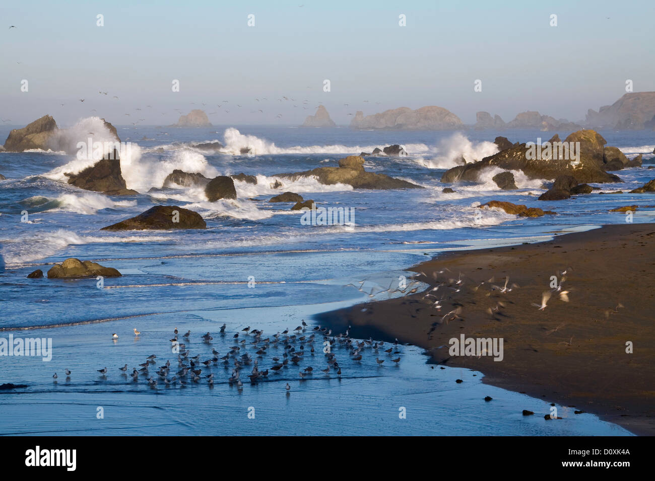 USA, ocean, OR, Oregon, sea, Pacific Ocean, gulls, sea gulls, sea stack, sea stacks, seastack, birds, avian, surf, beach, Brooki Stock Photo